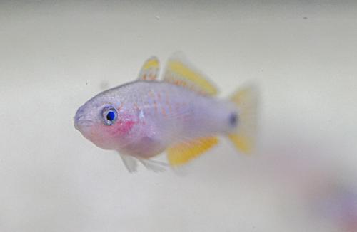 Peacock Gudgeon
