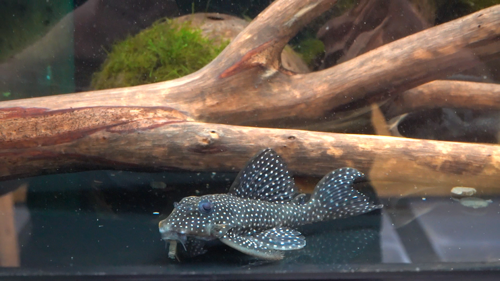 L136a Angelicus Pleco