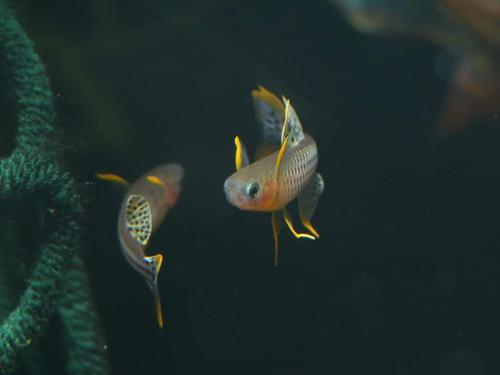 Pseudomugil gertrudae "Aru IV"