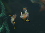 Pseudomugil gertrudae "Aru IV"