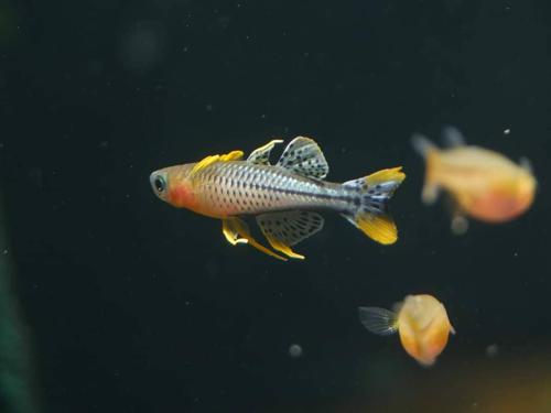 Pseudomugil gertrudae "Aru IV"