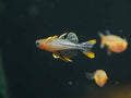 Pseudomugil gertrudae "Aru IV"