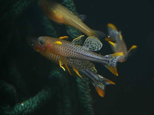Pseudomugil gertrudae "Aru IV"