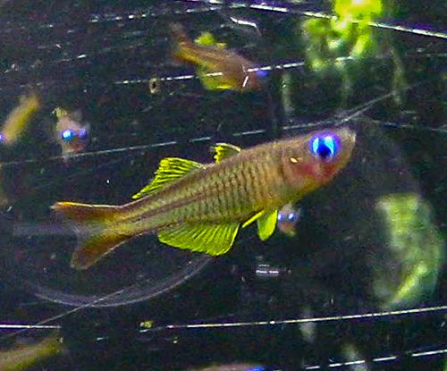 Pseudomugil ivantsoffi