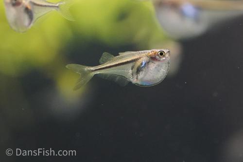 Pygmy Hatchet Fish 'Rio Momon'