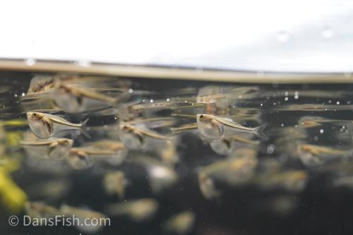 Pygmy Hatchet Fish 'Rio Momon'