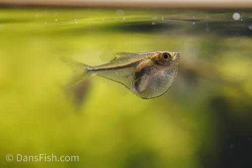 Pygmy Hatchet Fish 'Rio Momon'