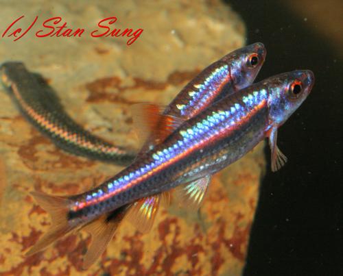 Rainbow Shiner