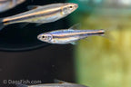 Rainbow Shiner