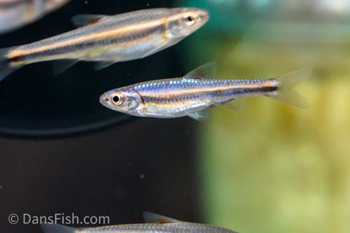Rainbow Shiner