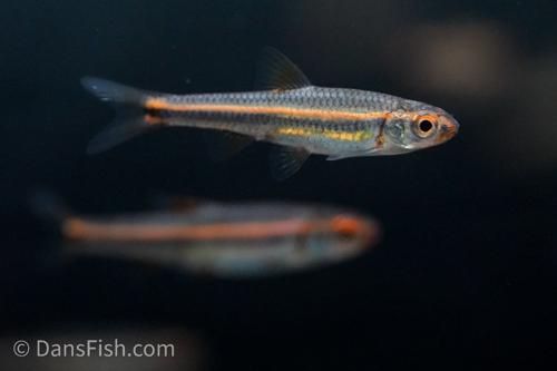 Rainbow Shiner