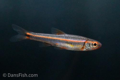 Rainbow Shiner
