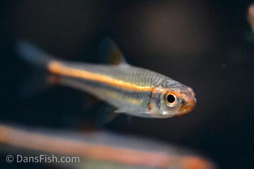 Rainbow Shiner