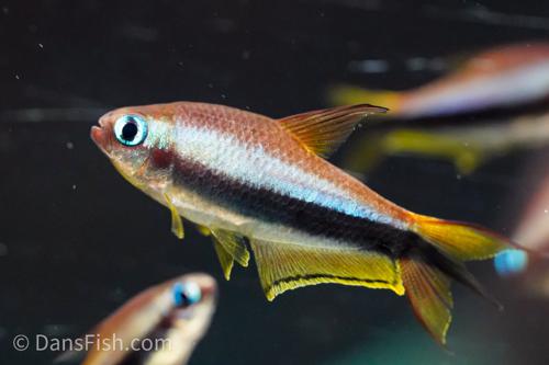 Emperor Tetra