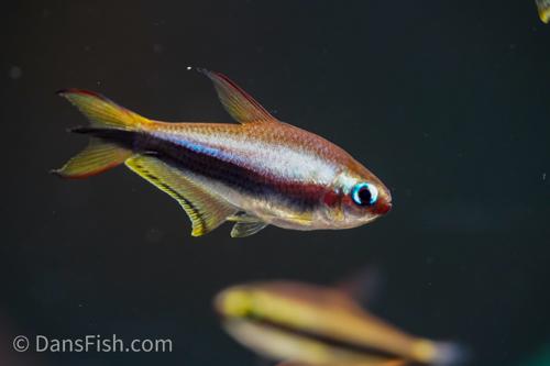 Emperor Tetra