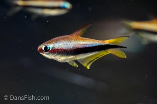 Emperor Tetra