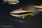 Emperor Tetra