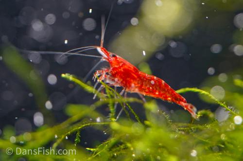 Red Cherry Shrimp, (4 pack)