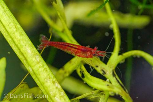 Red Cherry Shrimp, (4 pack)
