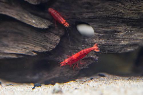 Red Cherry Shrimp, (4 pack)