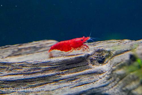 Red Cherry Shrimp, (4 pack)