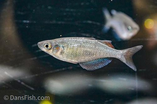 Red Dragon Rainbowfish "Pagai Village"