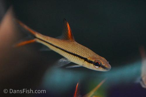 Redfin Bala Shark