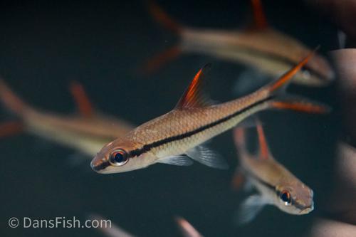 Redfin Bala Shark
