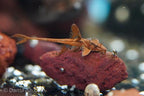 L10A Red Lizard Whiptail Catfish
