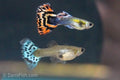 Red Mosaic Guppy