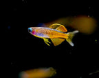 Red Neon Blue Eye Rainbow