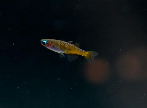 Red Neon Blue Eye Rainbow