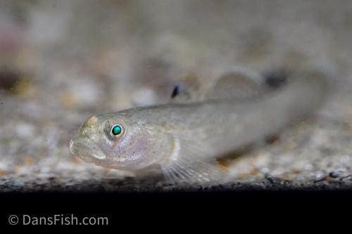 Red Spot Goby