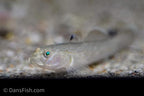 Red Spot Goby