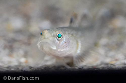 Red Spot Goby