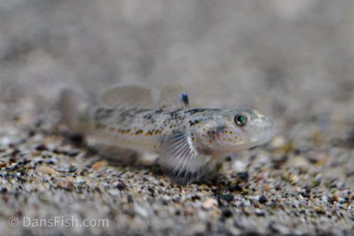 Red Spot Goby