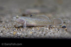 Red Spot Goby