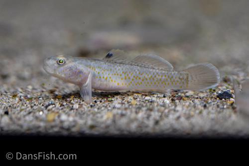 Red Spot Goby