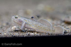 Red Spot Goby