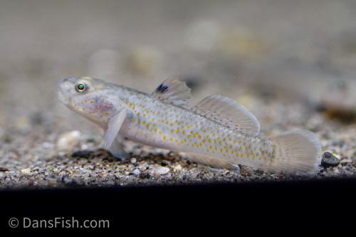 Red Spot Goby