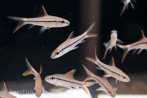 Redfin Bala Shark