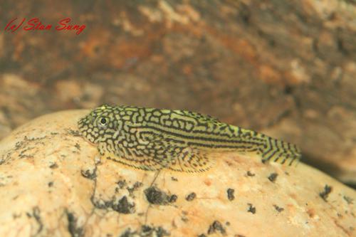Reticulated Hillstream Loach