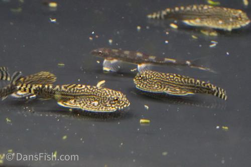 Reticulated Hillstream Loach
