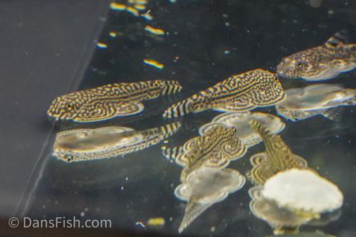 Reticulated Hillstream Loach