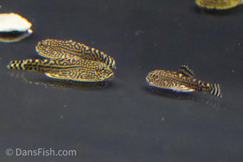 Reticulated Hillstream Loach