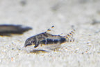Dwarf Salt and Pepper Cory
