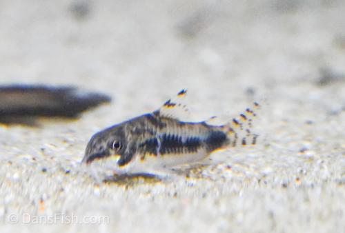 Dwarf Salt and Pepper Cory