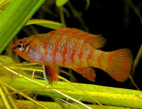 Scarlet Badis