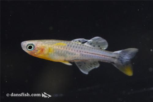 Spotted Blue Eye