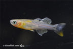 Spotted Blue Eye